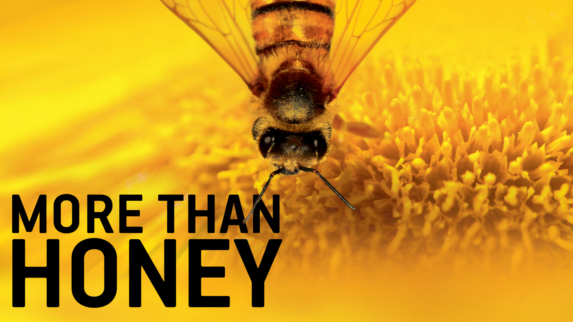 „More Than Honey“ Filmvorführung
