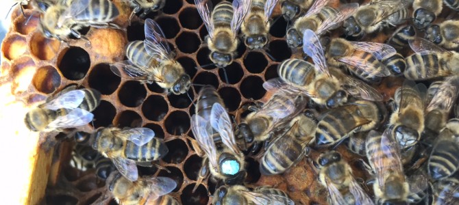 Honigbienen kehren zurück ins Johannestal