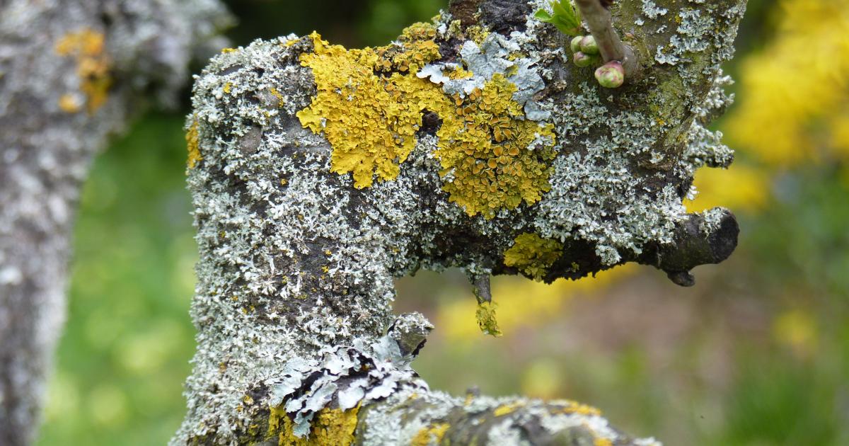 Flechten – Eine Zeigerpflanze?